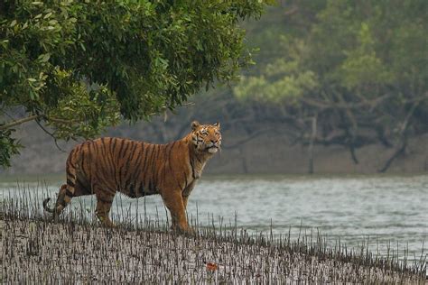 Book cover: The Sundarbans